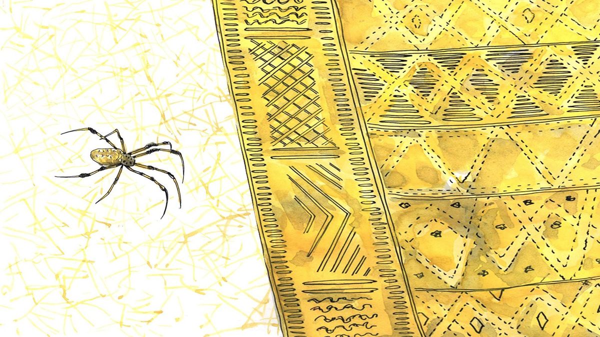 A golden orb-weaver on its web